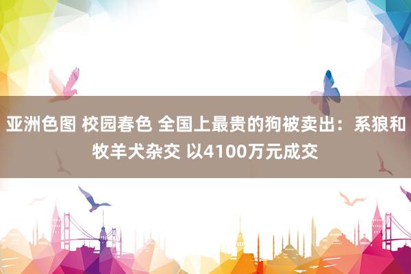 亚洲色图 校园春色 全国上最贵的狗被卖出：系狼和牧羊犬杂交 以4100万元成交